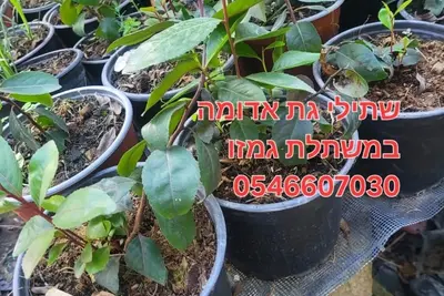 שתילי גת אדום ולבן למגדלים