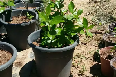 שתילי גת פרימיום