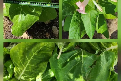 טבק אצטקי NICOTIANA RUSTICA- זרעים מעולים