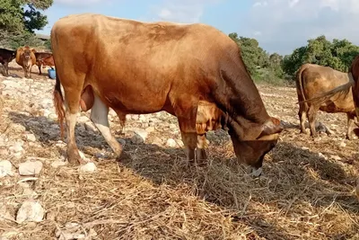 למכירה פר גרזי צעיר