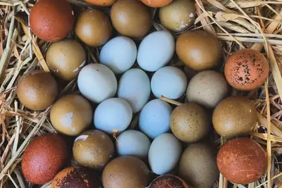 אפרוחים ממגוון סוגים במחיר מציאה