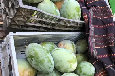 מנגו טרי ועסיסי ישירות מהעץ