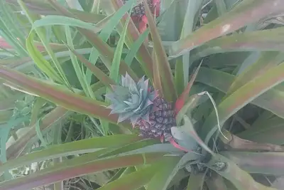 שתילי אננס מזן 'סמוד קאיין'