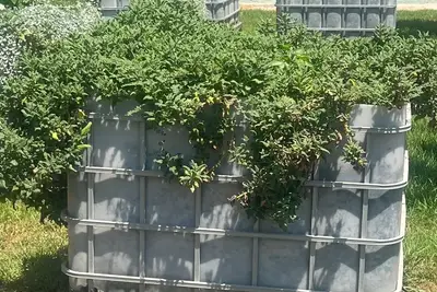 חביות , קוביות לגינון