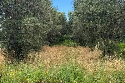 כרם זיתים בחדרה