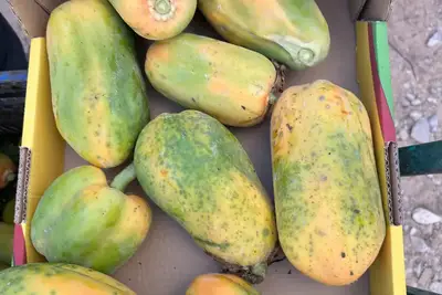 פפאיה כתומה באיכות לתעשייה 