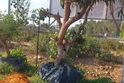 עצי פרי בוגרים - מנגו ואבוקדו