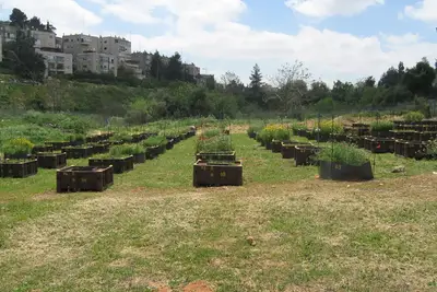 מיכלי דולב משומשים במצב טוב