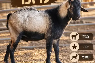 עז צעיר