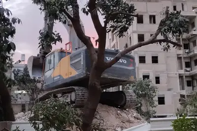 עץ מנגו נדיר למסירה למהירי החלטה.