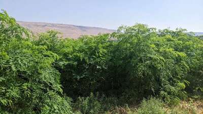 זרעי מורינגה אוליפרה