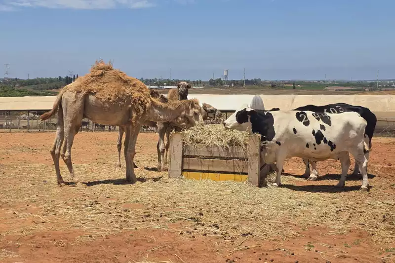 צילום: עמותת להתחיל מחדש צילום: עמותת להתחיל מחדש