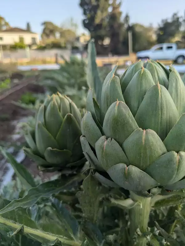 ืฆืืืื: ืื ืืจืง- ืืื ืืืืื ืฆืืืื: ืื ืืจืง- ืืื ืืืืื