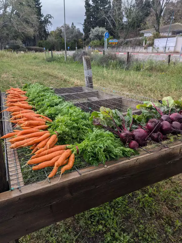 ืฆืืืื: ืื ืืจืง- ืืื ืืืืื ืฆืืืื: ืื ืืจืง- ืืื ืืืืื