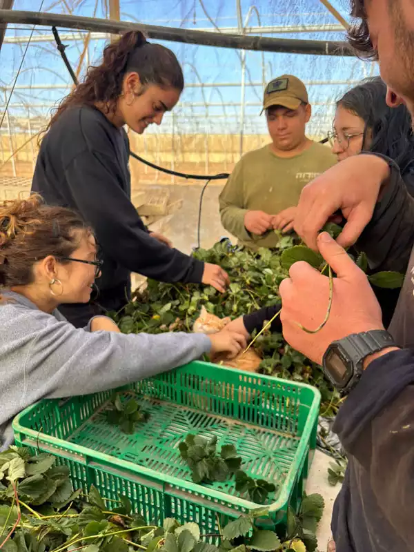 צילום: משק רונן קדש ברנע