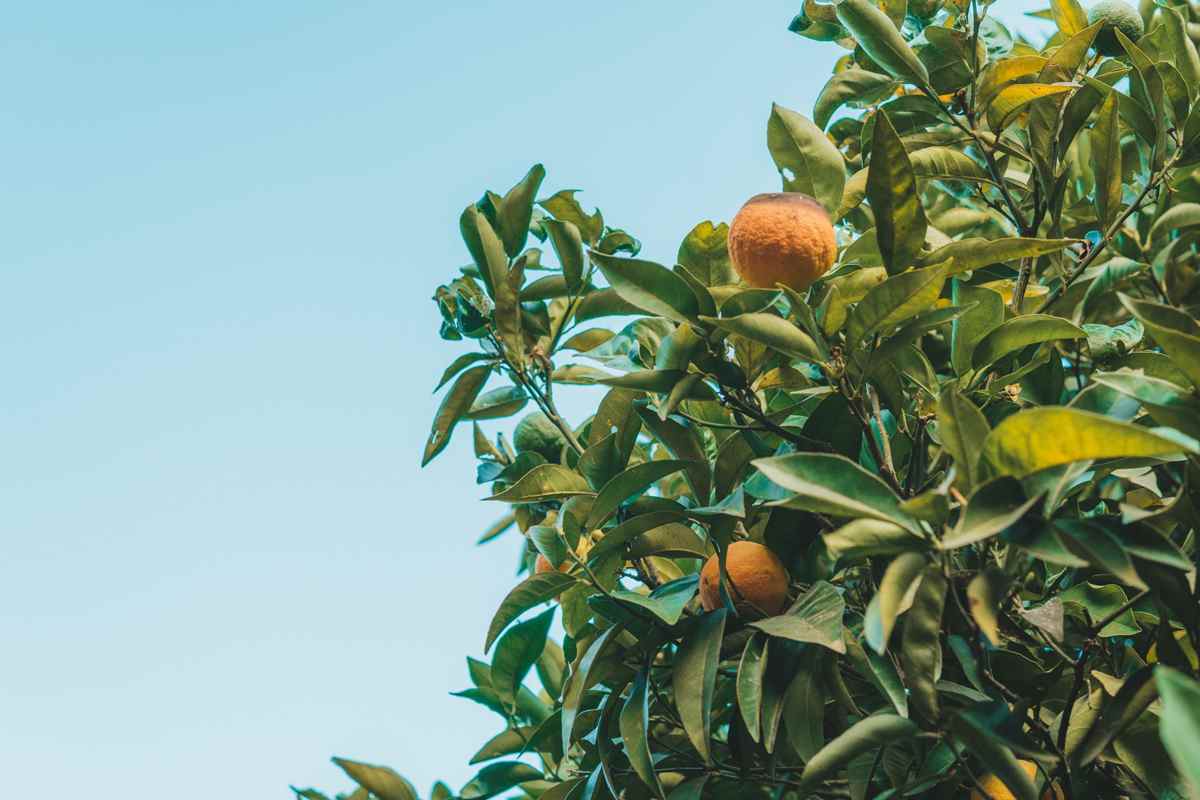 עץ תפוזים