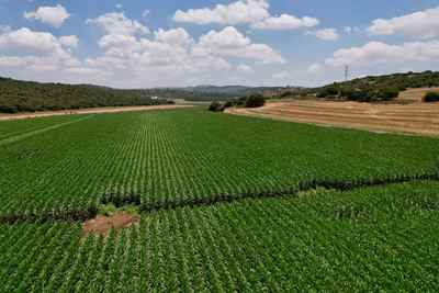 חקלאות בגליל. צילום: דורון לב, הפורטל לחקלאות טבע וסביבה