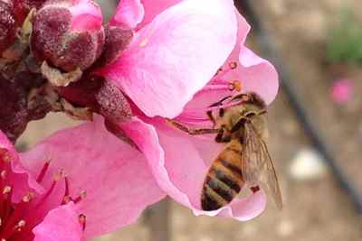 דבורת הדבש בהאבקה. צילום: יוסף (גו'חה) אנגל