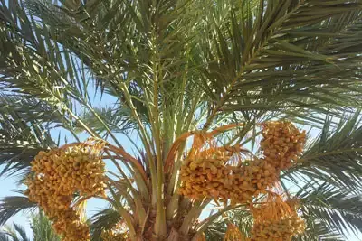 מטעי תמרים בערבה התיכונה, צילום: רבקה אופנבך