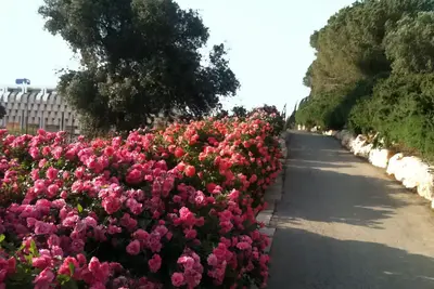 גן וואהל לוורדים בירושלים, מאת Bachrach44 - נוצר על־ידי מעלה היצירה, ויקיפדיה